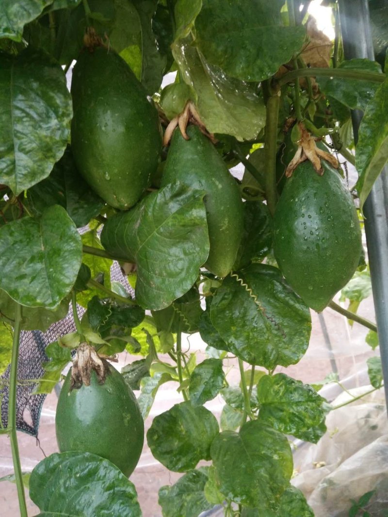 优良品种香密木瓜百香果苗