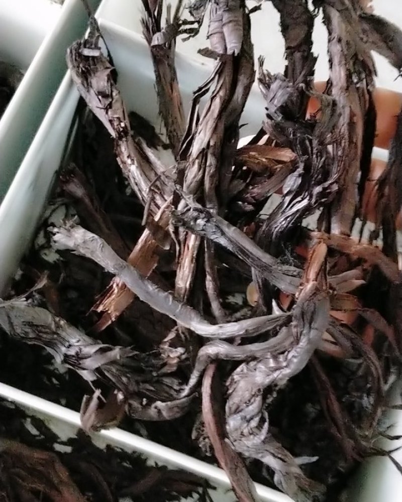 中药材紫草高含量大货批发！50公斤以上物流包邮！