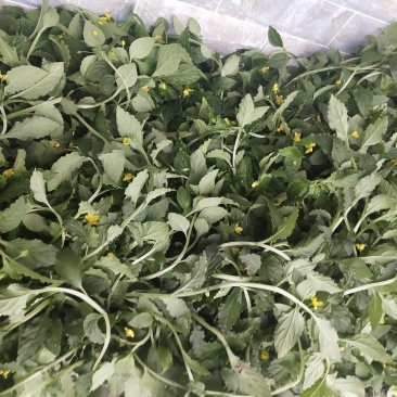 香灵草