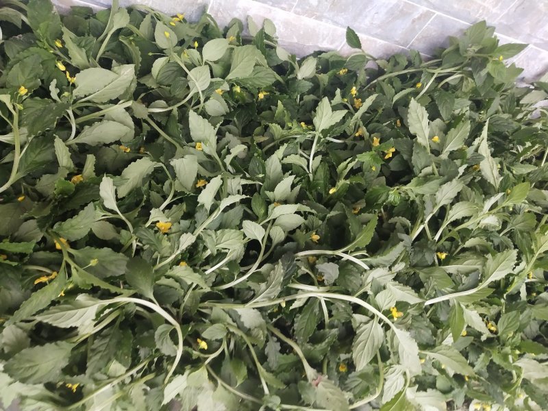 香灵草