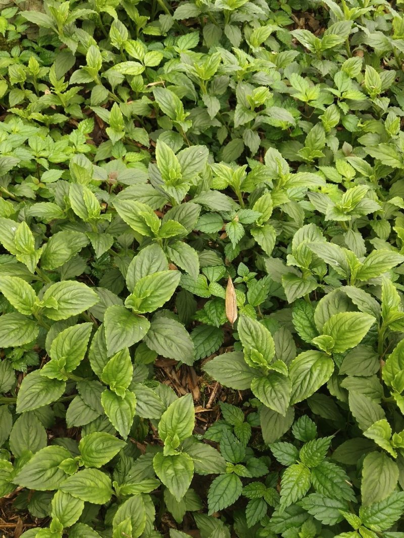 香灵草