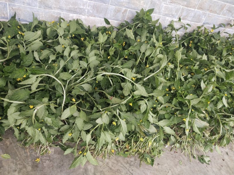 香灵草