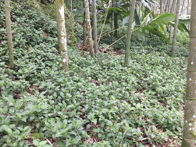 香灵草