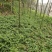 香灵草