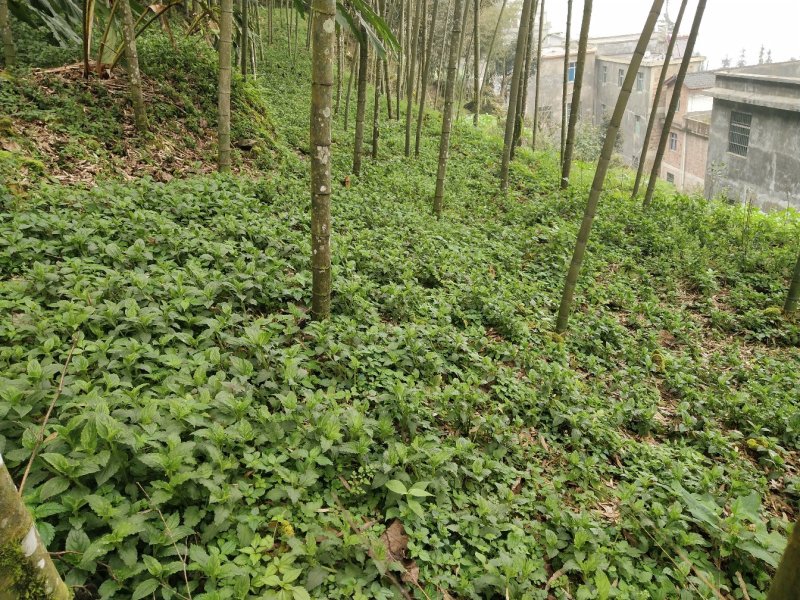 香灵草