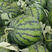西瓜，美都西瓜，一手货源，大红瓤，皮薄口感甜，保质保量。