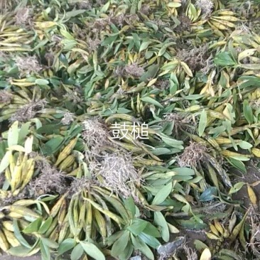 鼓槌石斛，小鼓槌，野生鼓槌