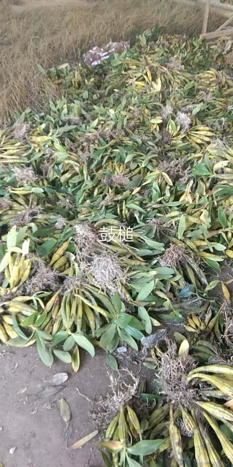 鼓槌石斛，小鼓槌，野生鼓槌