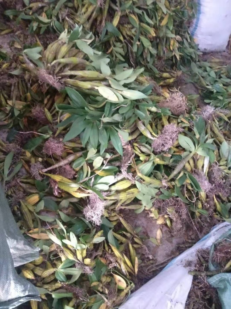 鼓槌石斛，小鼓槌，野生鼓槌