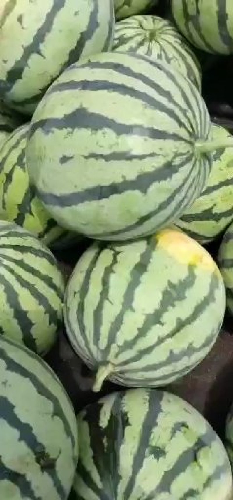 8424、美都有籽，产地河南商丘，质量保证，支持各种包装