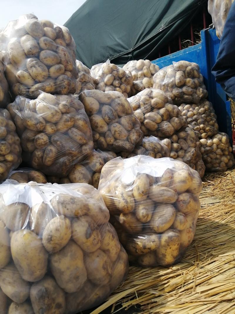 土豆专业合作社，可供大中薯兴佳，大西洋荷兰十五，代办代发