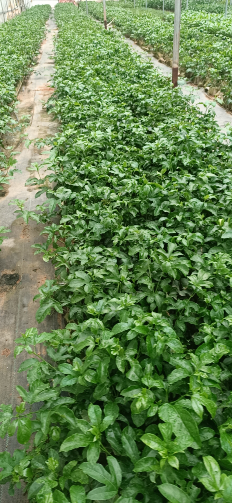 紫香一号百香果苗百香果苗产量高快长大包邮