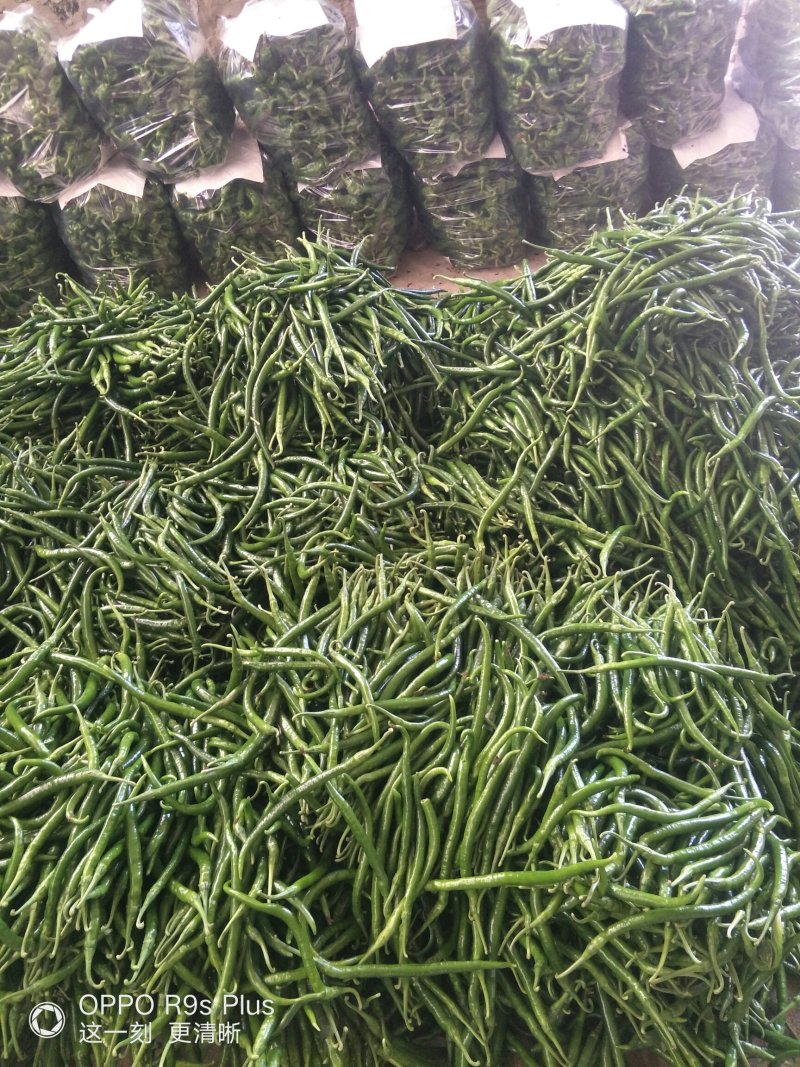 滦南线椒，装袋，滚包