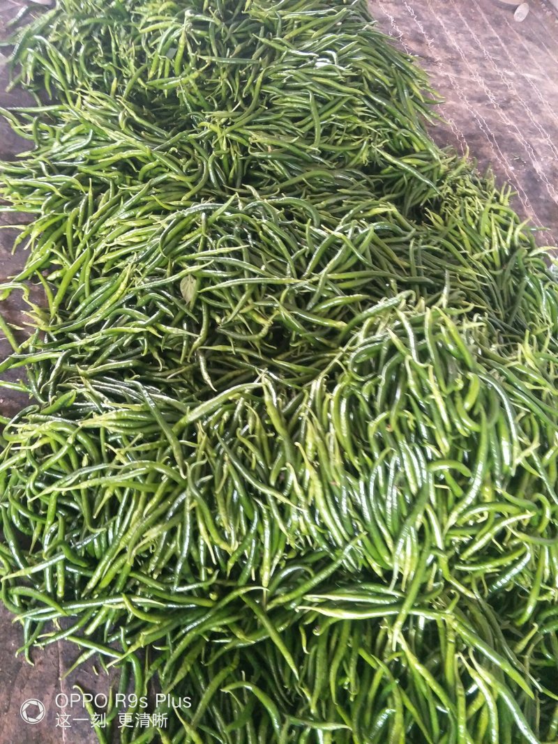 滦南线椒，装袋，滚包