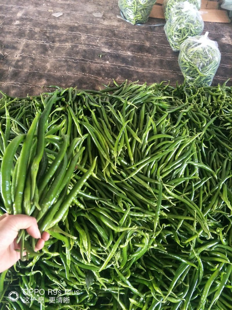 滦南线椒，装袋，滚包