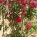 木香红木香花苗四季红色盆栽带花爬藤植物浓香吸味绿植好养活