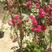 木香红木香花苗四季红色盆栽带花爬藤植物浓香吸味绿植好养活