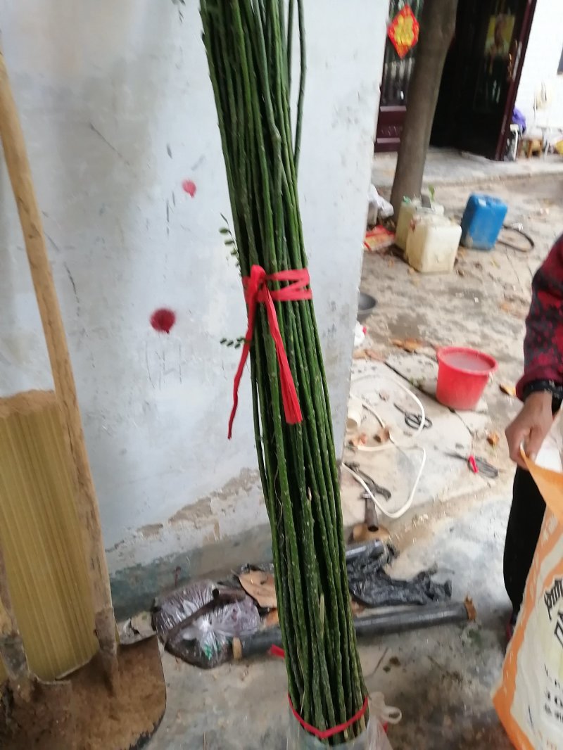 国槐苗，优质国槐苗，产地直销。