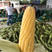 广西横州甜玉米棒产地专业供应打冰散装有场地高质量