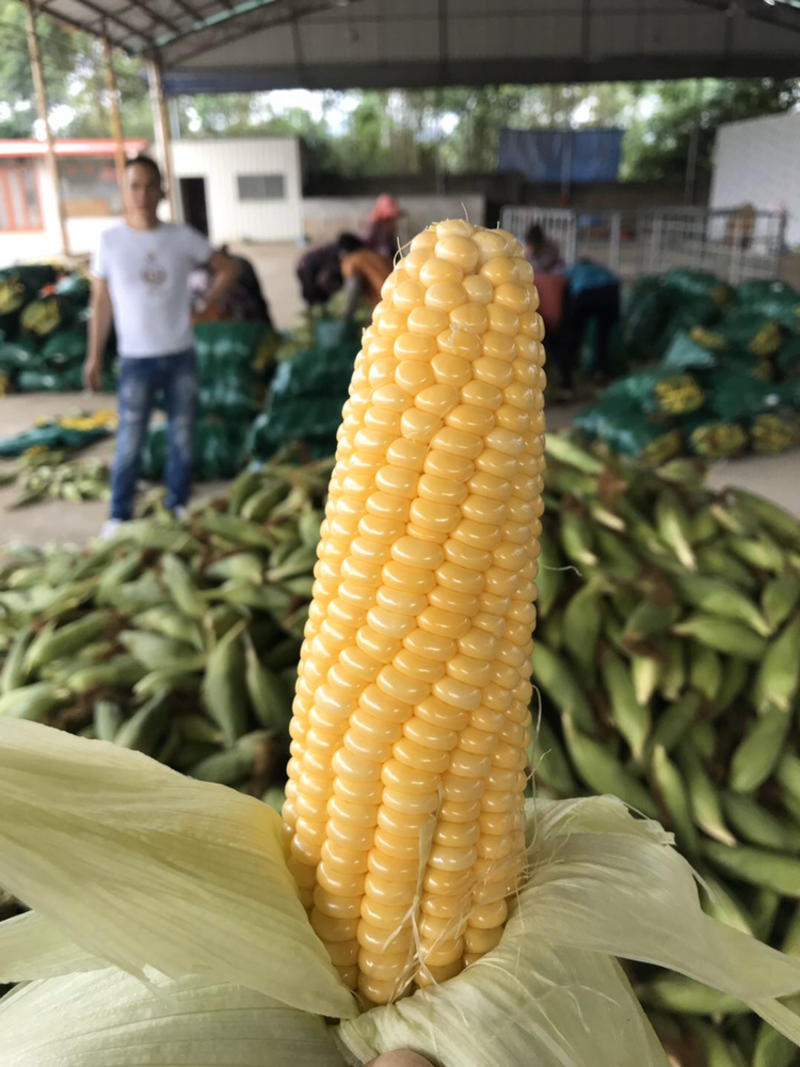 广西横州甜玉米棒产地专业供应打冰散装有场地高质量