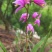 白芨