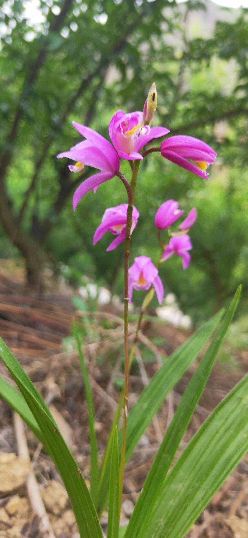 白芨