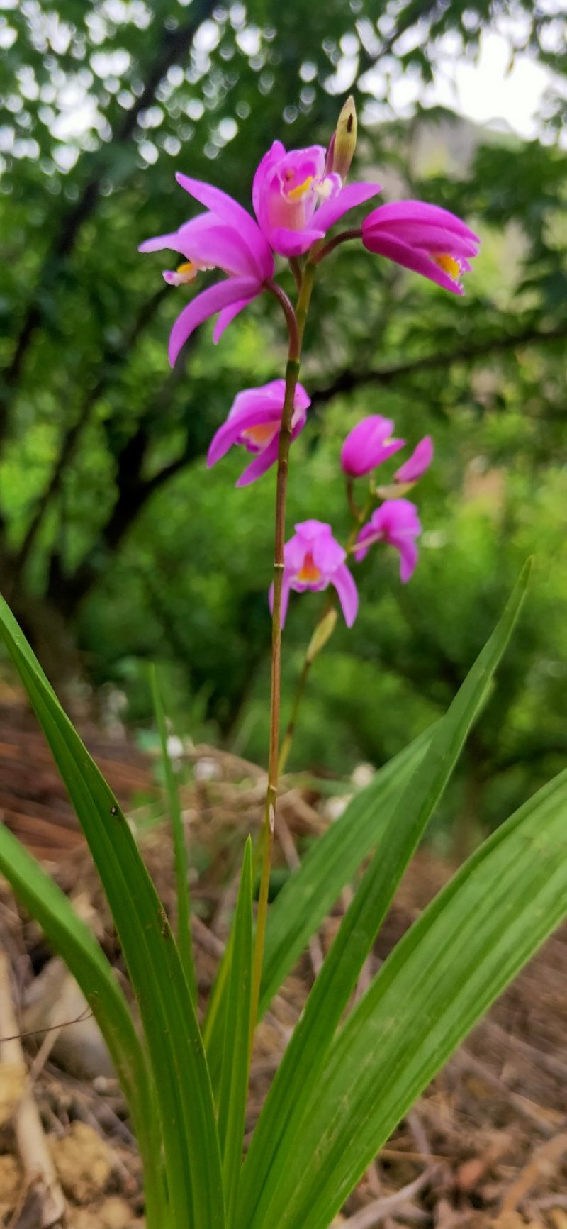 白芨