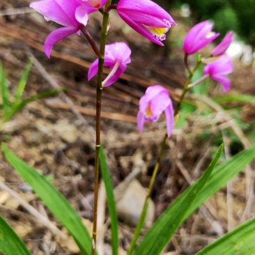 白芨