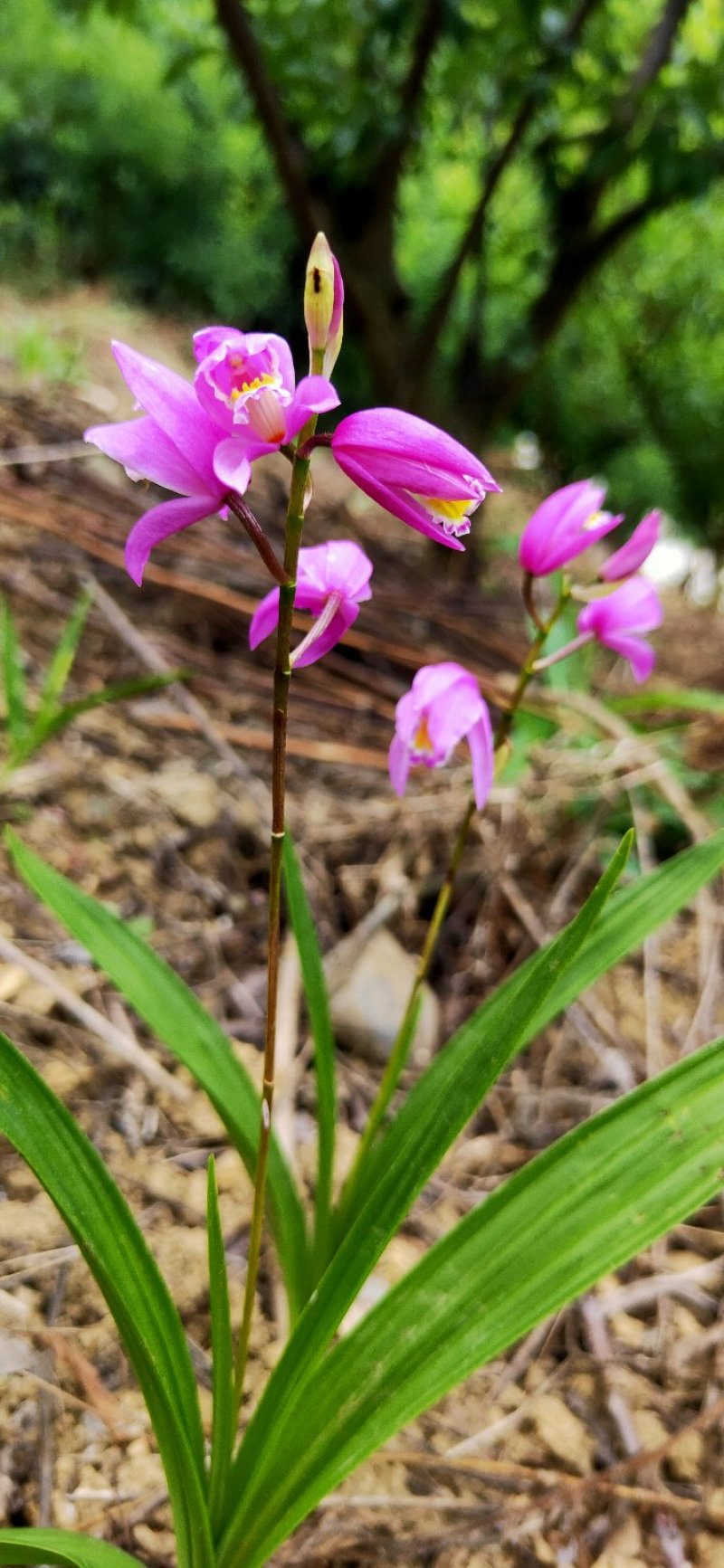 白芨