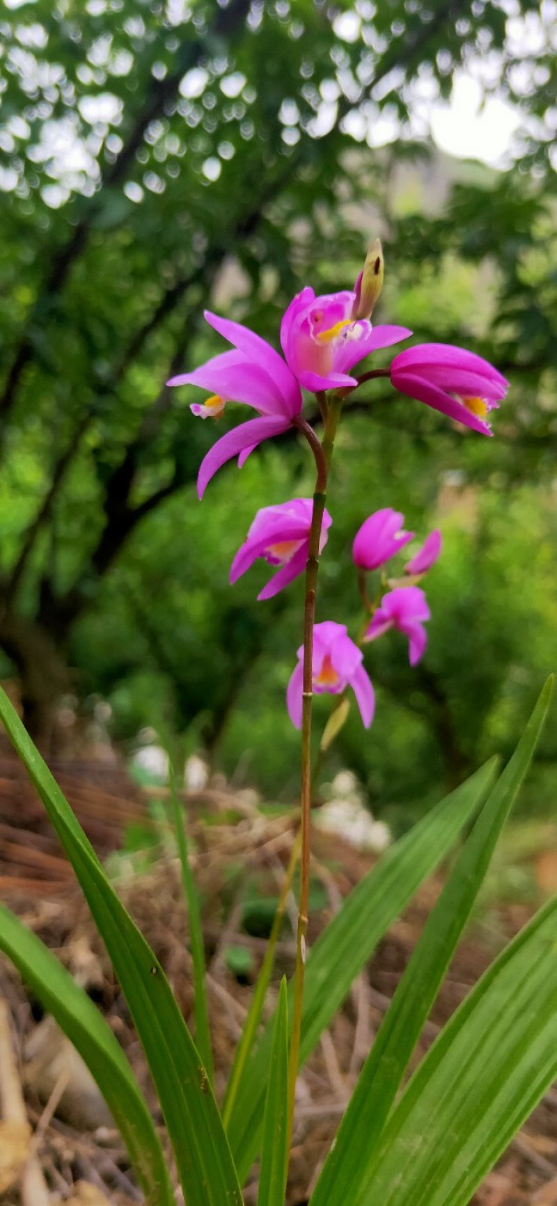白芨