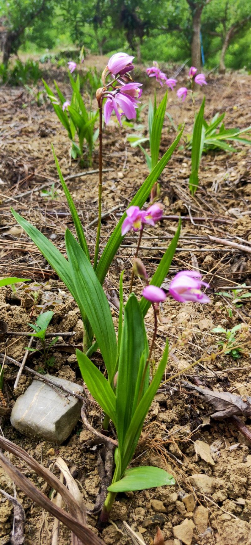 白芨