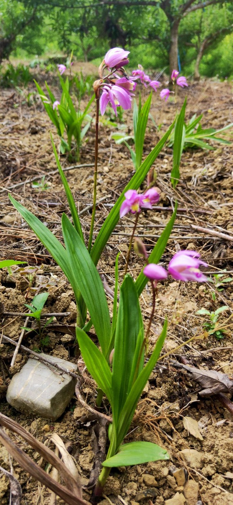 白芨