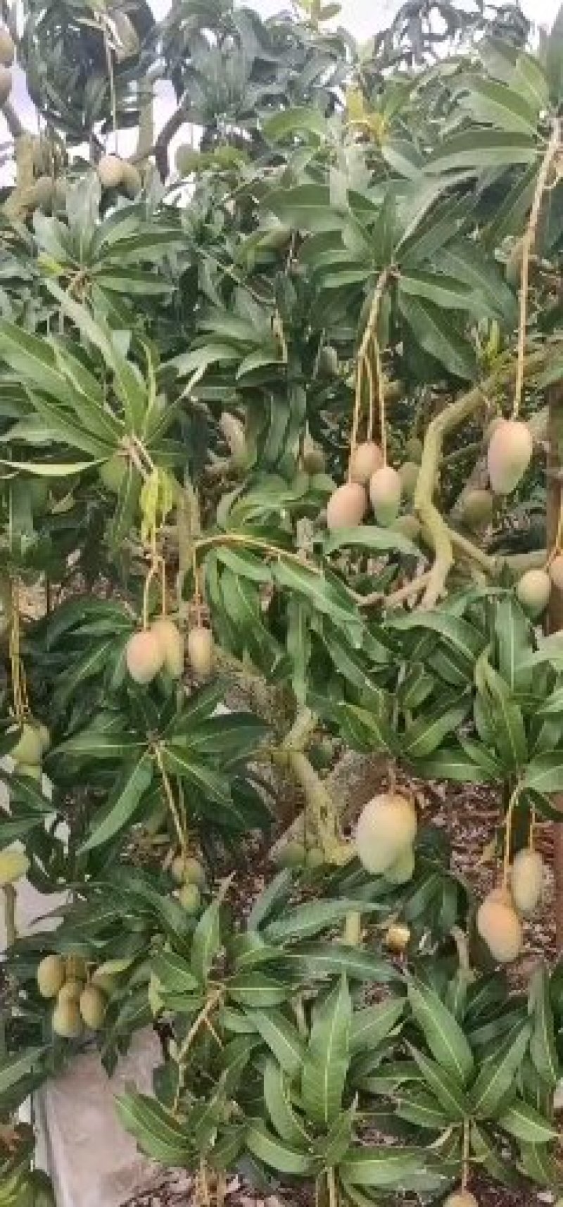 芒果台农，海南三亚乐东，需要的客户联系一下