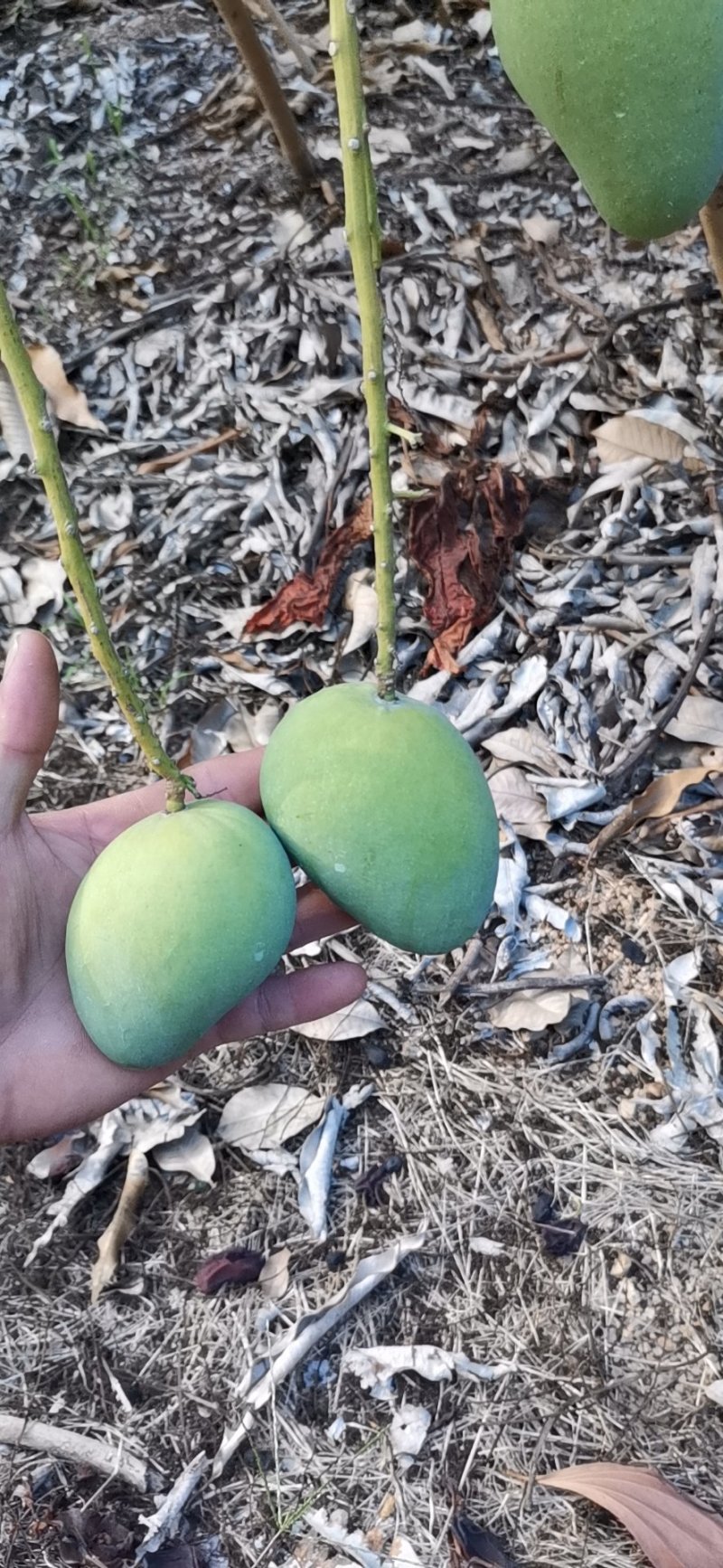 芒果台农，海南三亚乐东，需要的客户联系一下