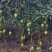 芒果台农，海南三亚乐东，需要的客户联系一下