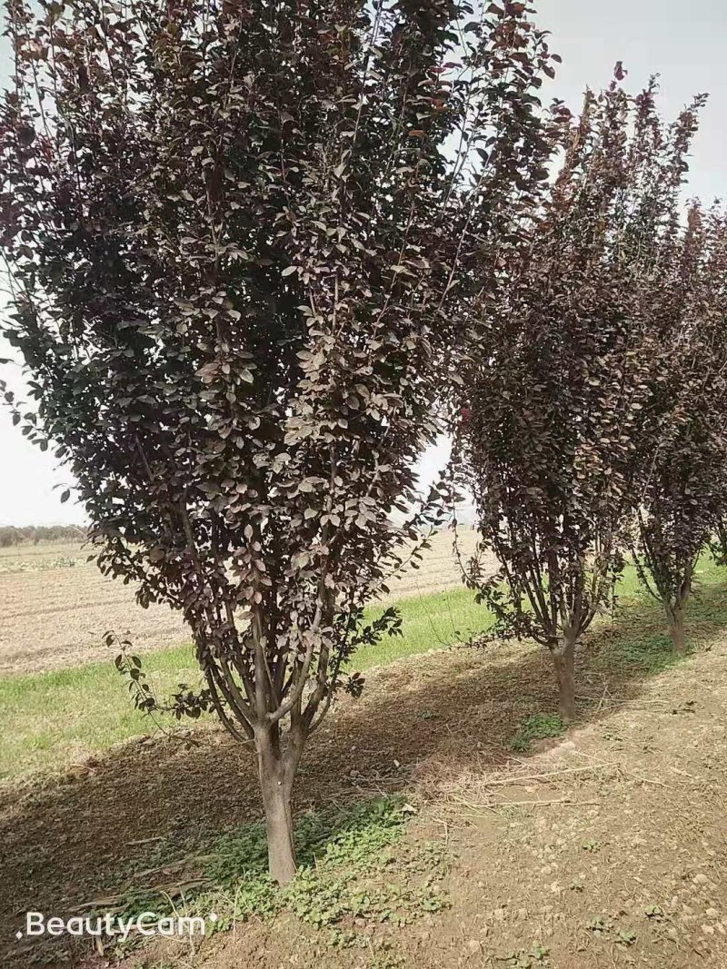 低分枝红叶李