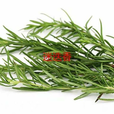 三色堇#食用花卉#