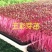 三色堇#食用花卉#