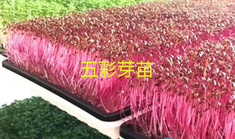 三色堇#食用花卉#