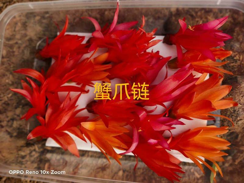 三色堇#食用花卉#