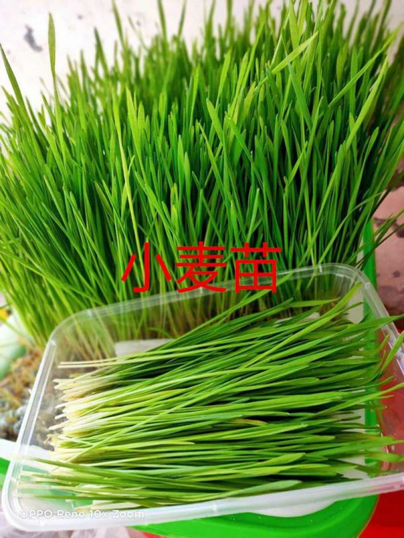 三色堇#食用花卉#