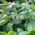 三色堇#食用花卉#