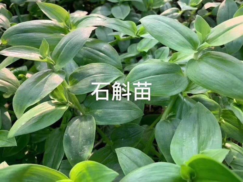 三色堇#食用花卉#