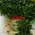 三色堇#食用花卉#
