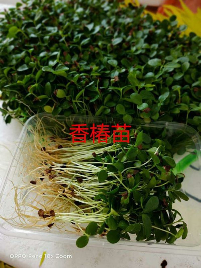 三色堇#食用花卉#
