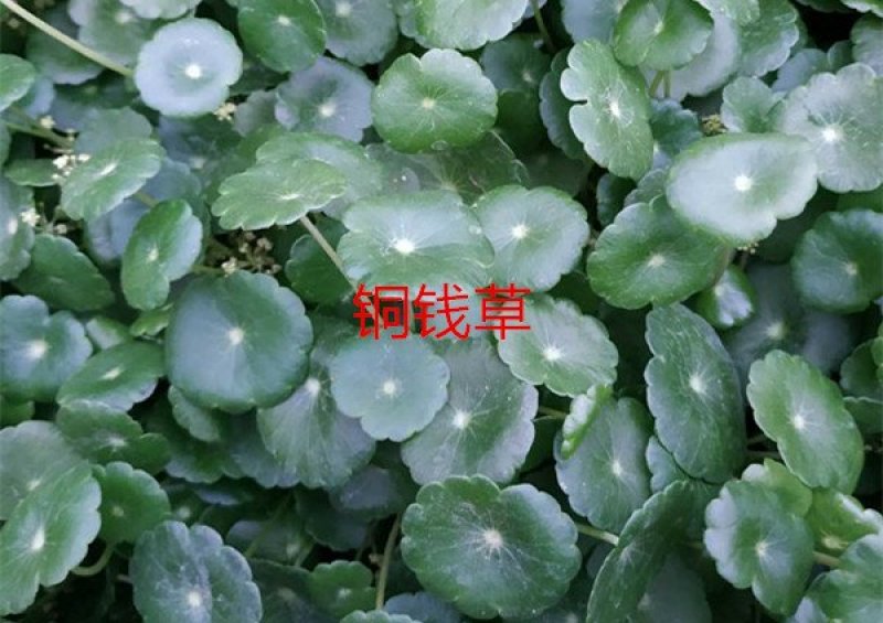 三色堇#食用花卉#