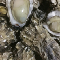 渤海湾生蚝，各种规格，各种肥度常年有货