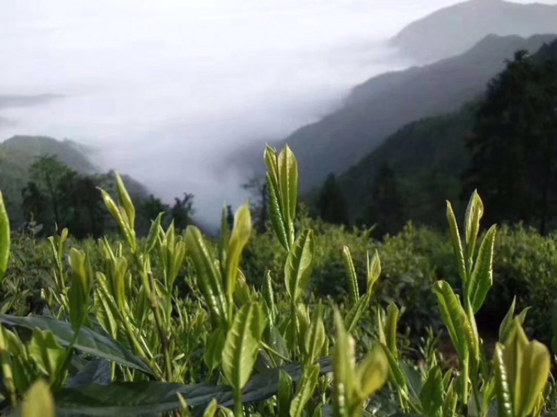 2025黄山毛峰安徽精品好茶