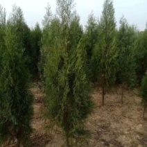 侧柏，规格齐全，量特别特别的大。价格特别特别的实惠。