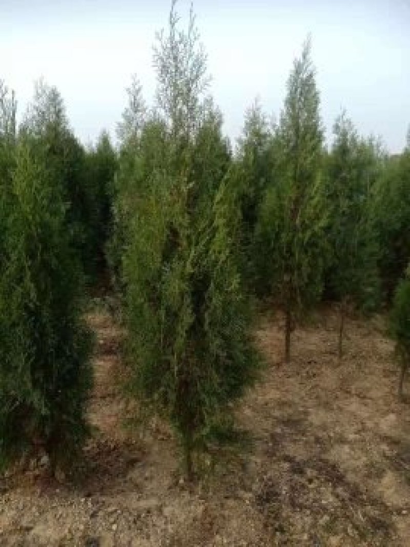侧柏，规格齐全，量特别特别的大。价格特别特别的实惠。